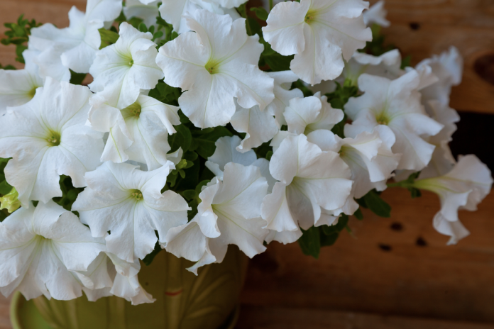 20 White Flowers and Night Blooming Plants for Your Moon Garden ...