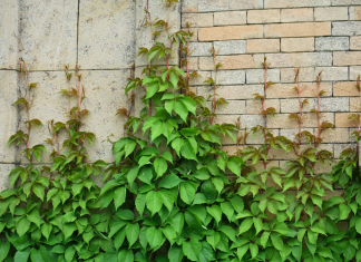 Vine Plants as a Natural Wall and How to Design Them Aesthetically