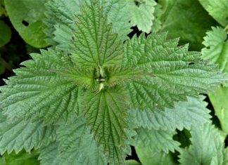 How to Make an Organic Fertilizer from Stinging Nettle Tea