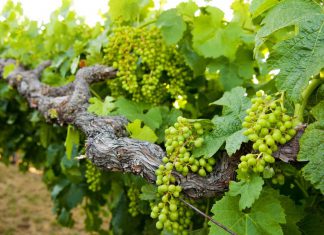 Easy Ways to Grow Grapevines from Seedlings and How to Care for Them