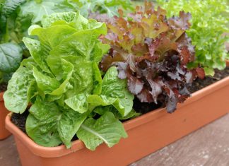 N-P-K Fertilizer as Primary Macronutrients for Your Healthy Houseplants