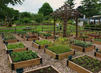 Easy Ways to Make a DIY Raised Bed for Your Plants