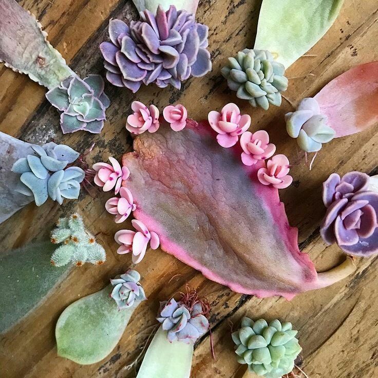 Easy Ways to Germinate Echeveria from Leaves in Your Home