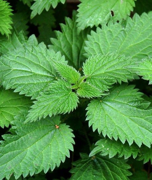What is the Stinging Nettle Plant?