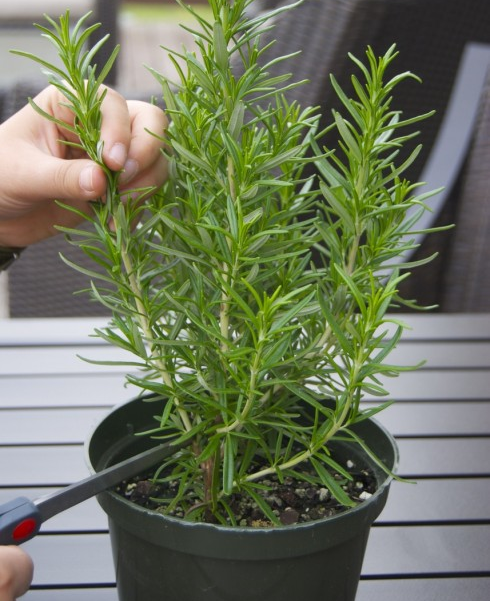 Cut Your Rosemary
