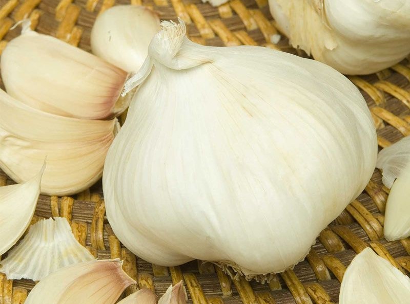 Hardneck Garlic