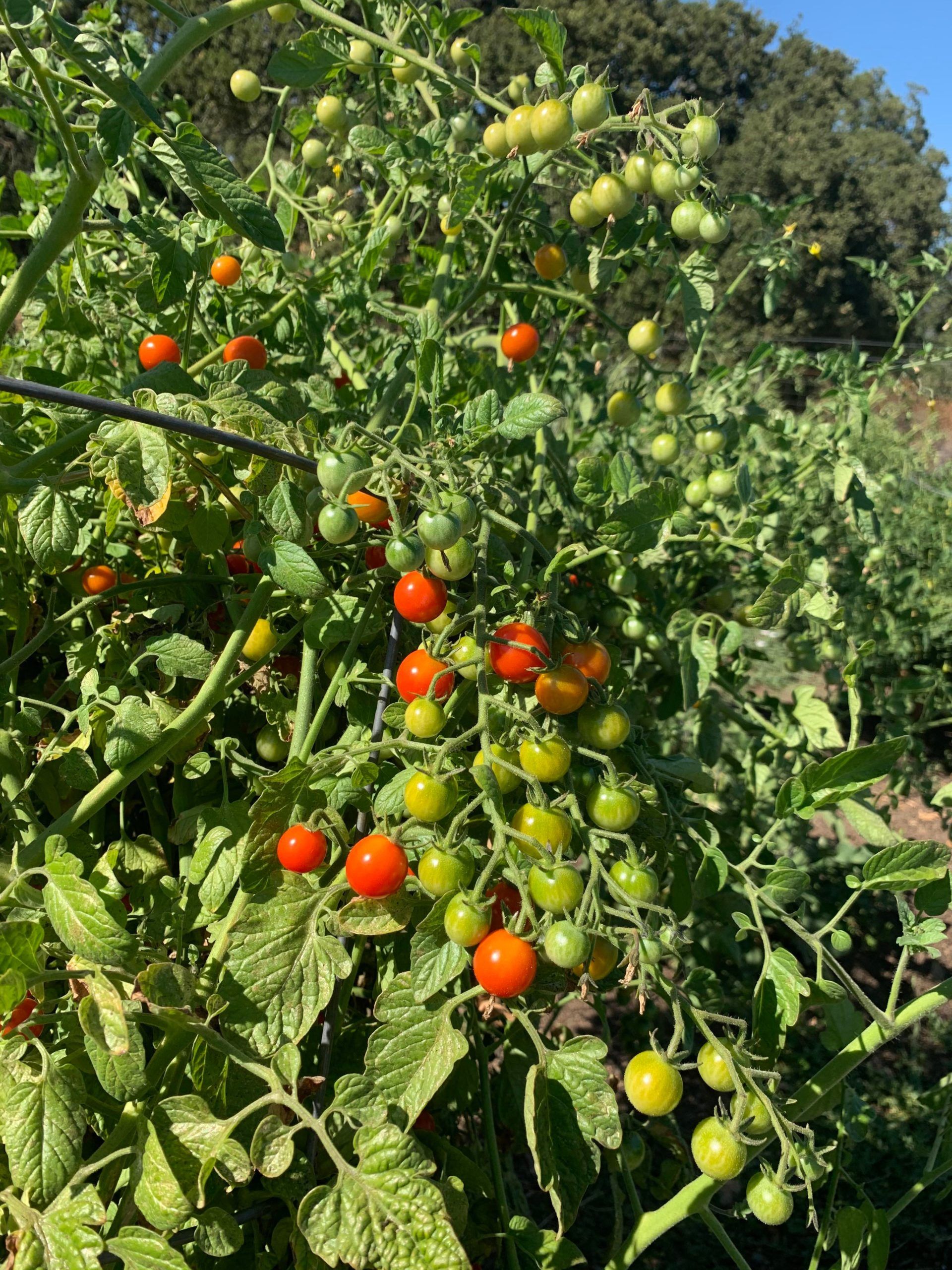 Tomato Cherries