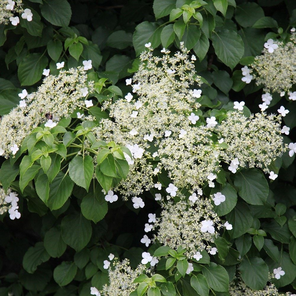 Climbing Hydrangea (Hydrangea anomala ssp. petiolaris)