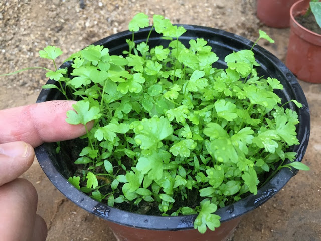 Start Seedlings Indoors