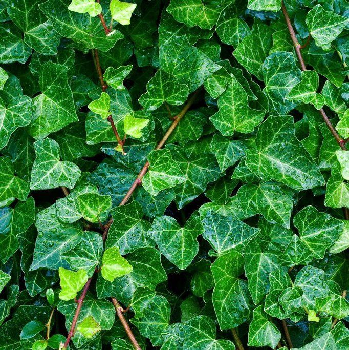 English Ivy (Hedera helix)