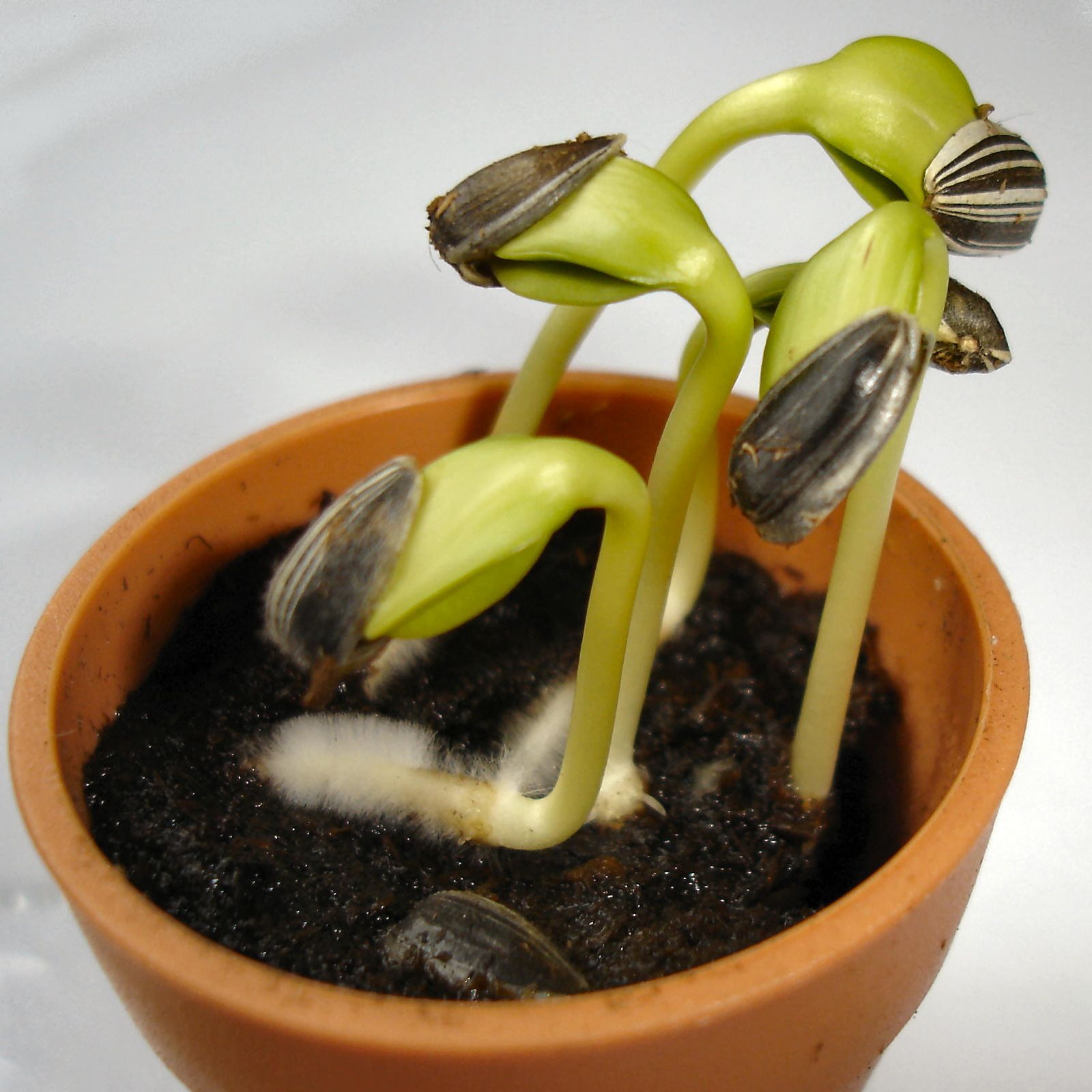 Prepare a Container to Grow Sunflower Seeds