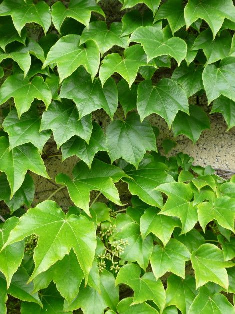 Virginia Creeper (Parthenocissus tricuspidata)