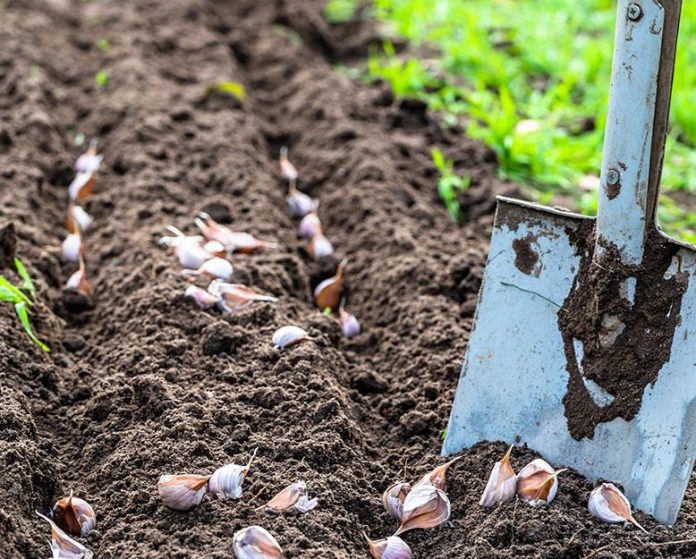 Easy Ways to Grow Garlic from Its Scraps in Your Home HomesFornh