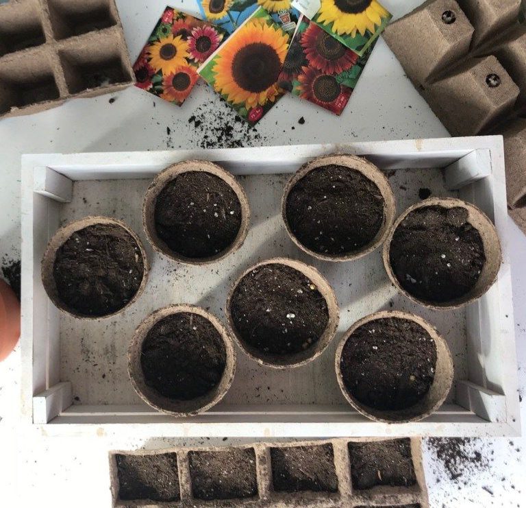 The Soil Mixture for Sunflowers