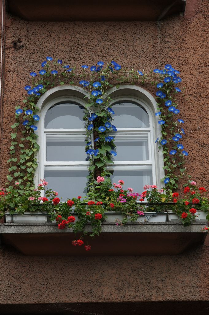 Morning Glory on the Window Sill