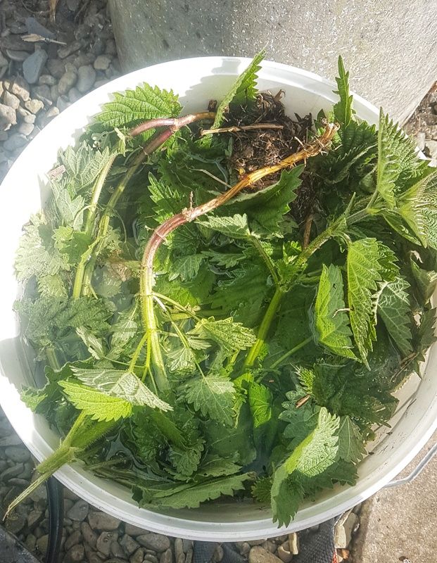 Fermentation the Leaves