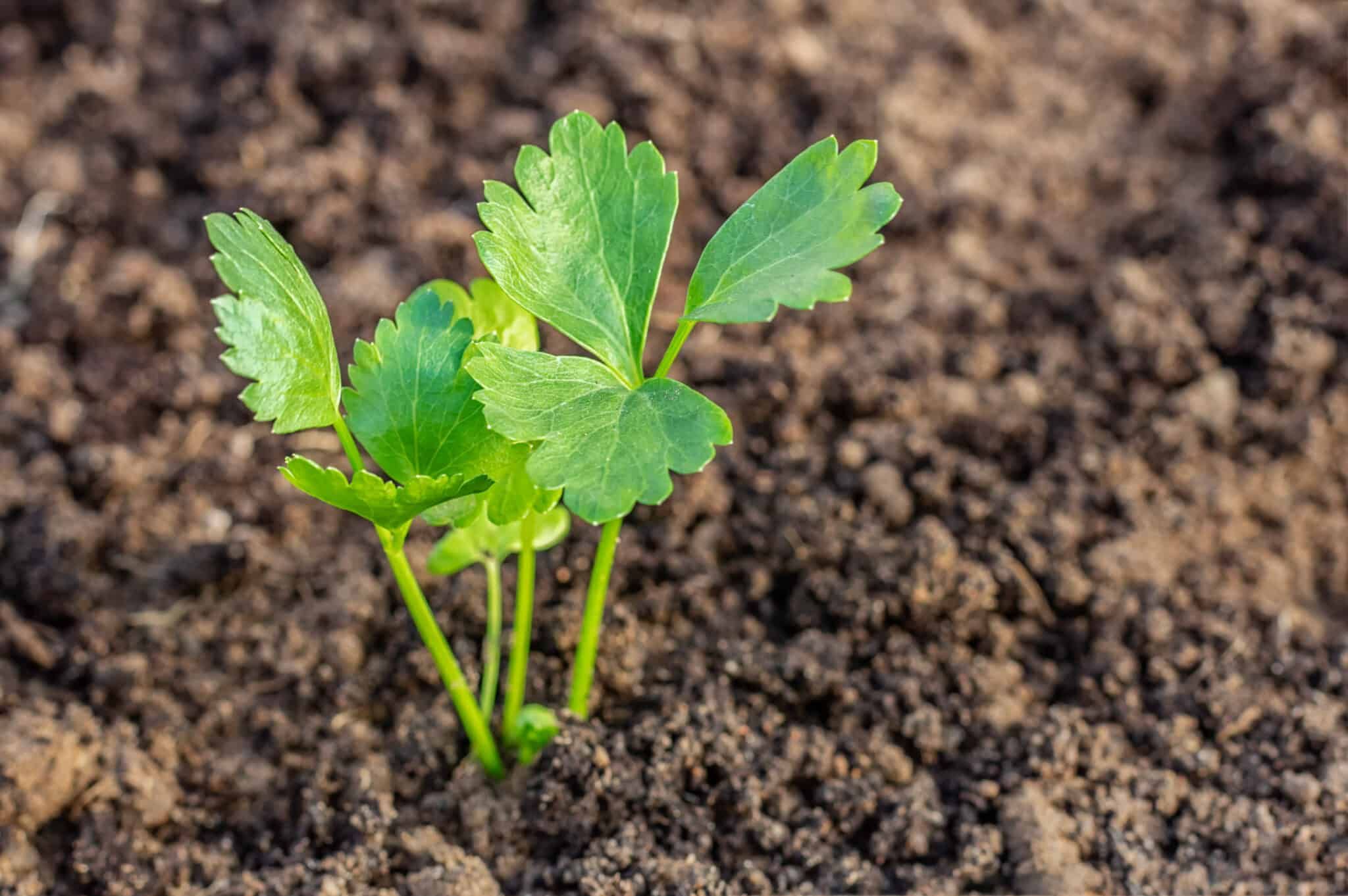 Transplant the Germinated Seeds