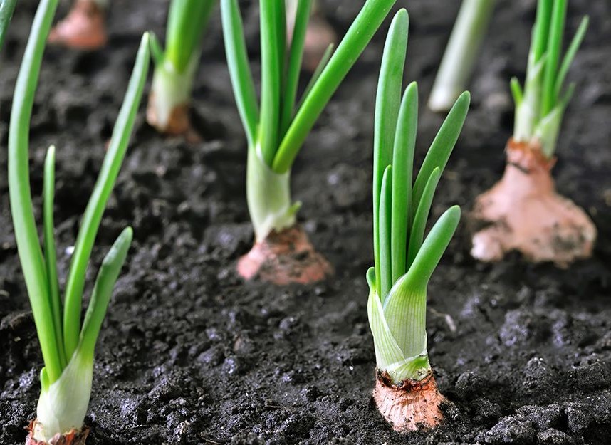 Transplanting the Garlic