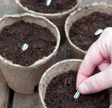 Plant the Seeds into the Soil