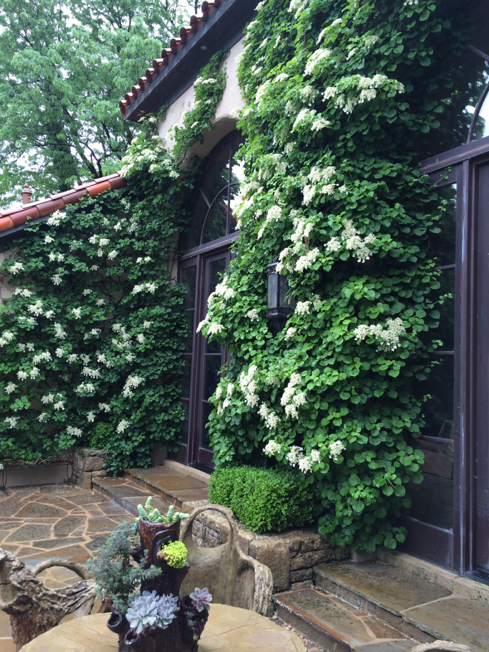 Climbing Hydrangea on the Wall