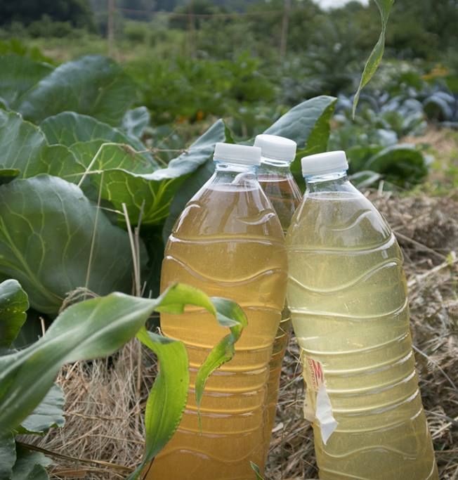 Screening the Stinging Nettle Tea Fertilizer