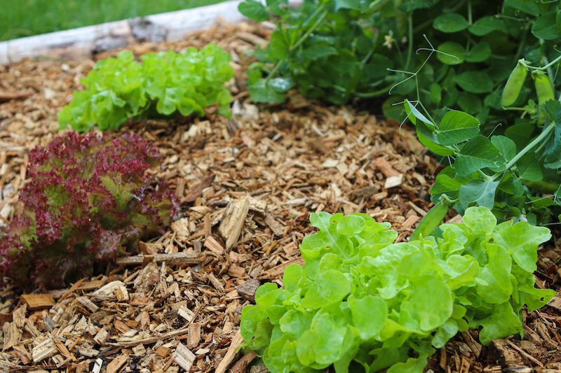 Mulching Soil for Celery Plants