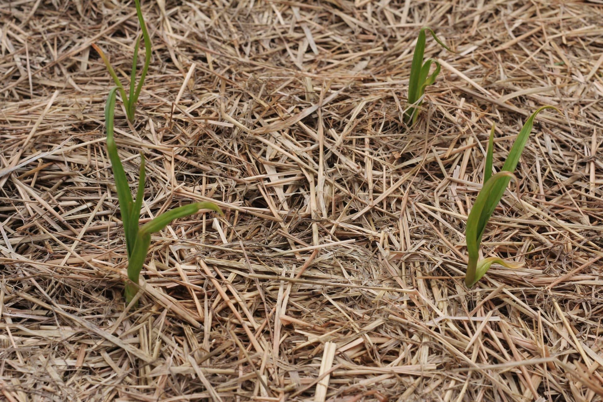 Add Mulch Around the Garlic Crops