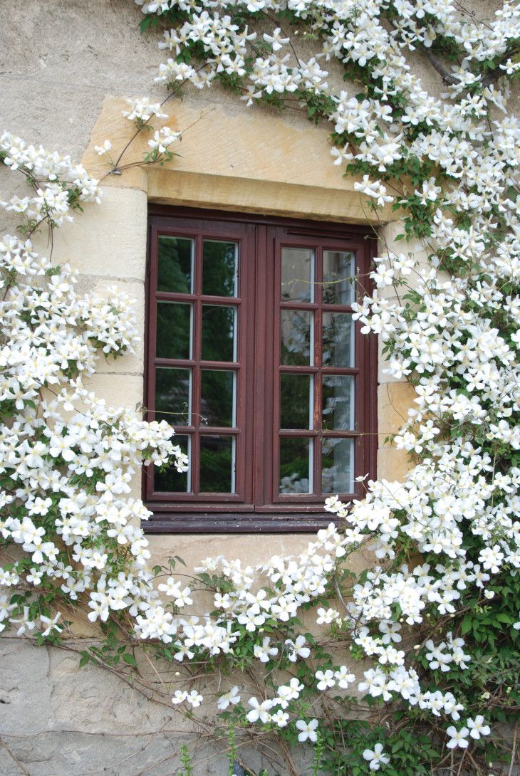 Aesthetic White Clematis