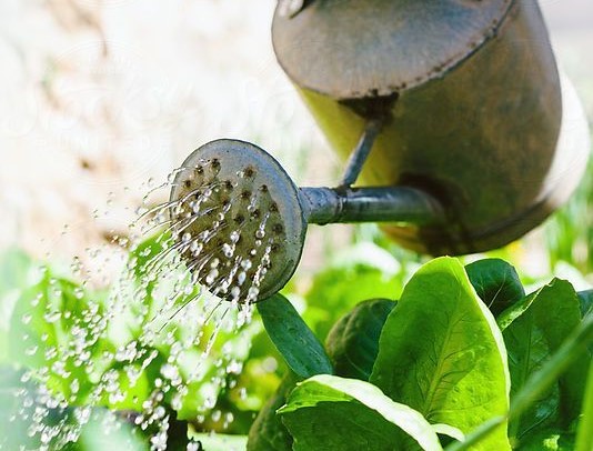 How to Water the Garlic Plants