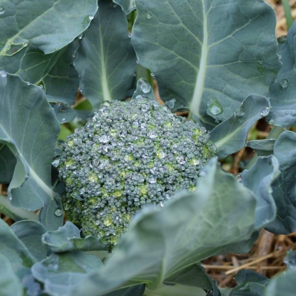 Broccoli