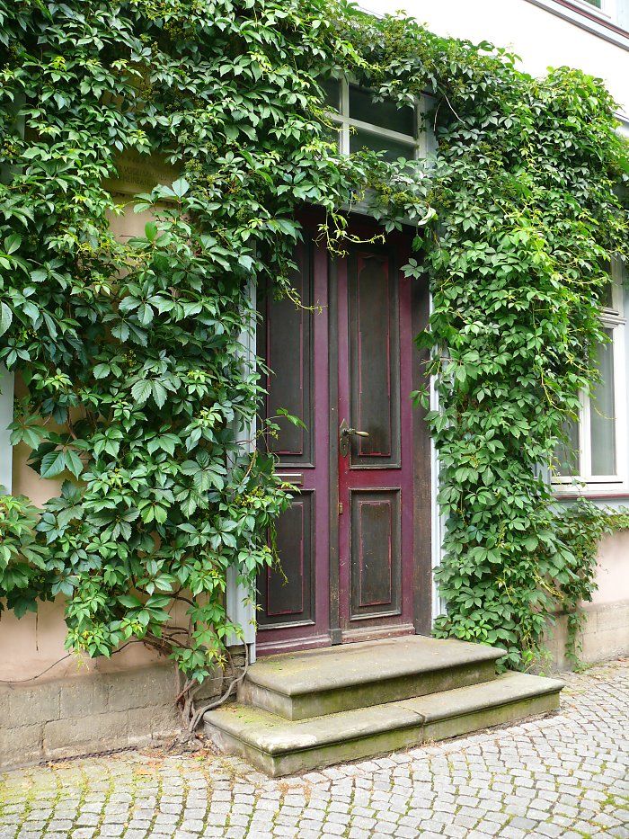 Virginia Creeper Around the Front Door