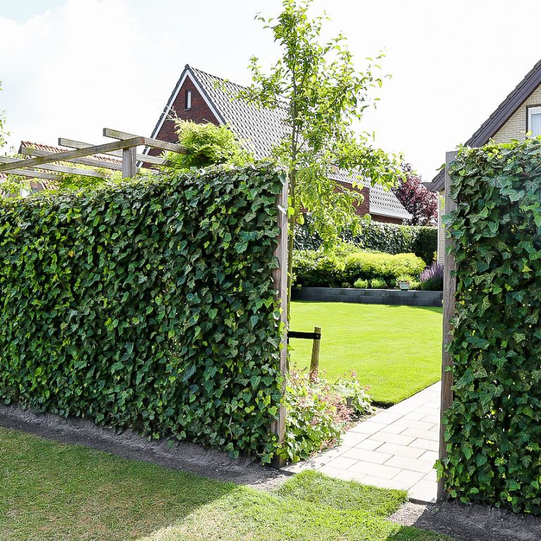 English Ivy as the Natural Fence