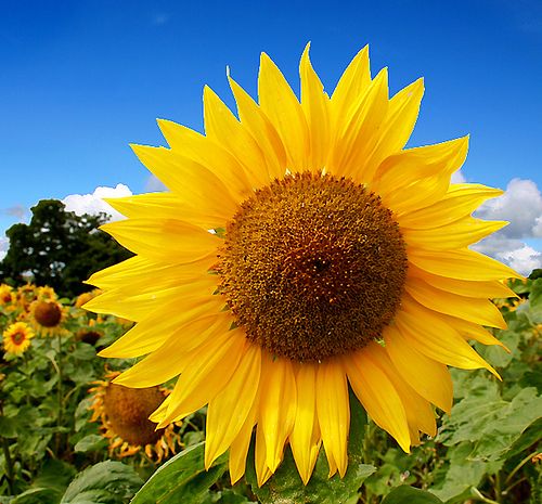 Harvest Sunflowers Seeds