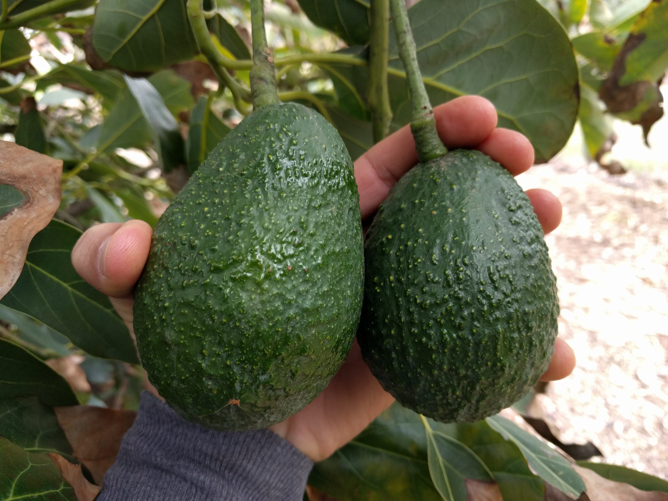 Harvest the Avocado