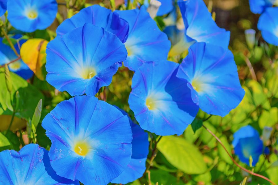 Morning Glory (Ipomoea tricolor)