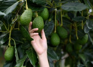Easy Ways to Grow Avocado by Seeds and How to Take Care of Them