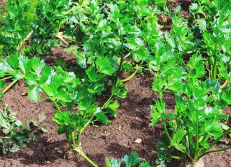 DIY to Grow Celery with Organic Planting from Your Home