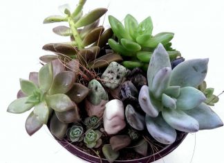 Easy Ways to Germinate Echeveria from Leaves in Your Home