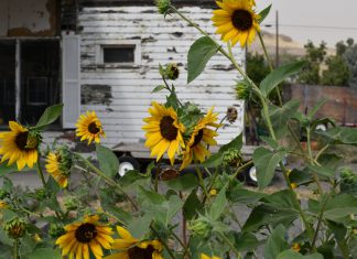 Create a Small Garden on Your Porch with Sunflowers