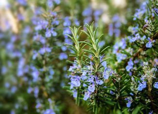 How to Grow Rosemary Herbs in a Small Pot in Your Home Garden
