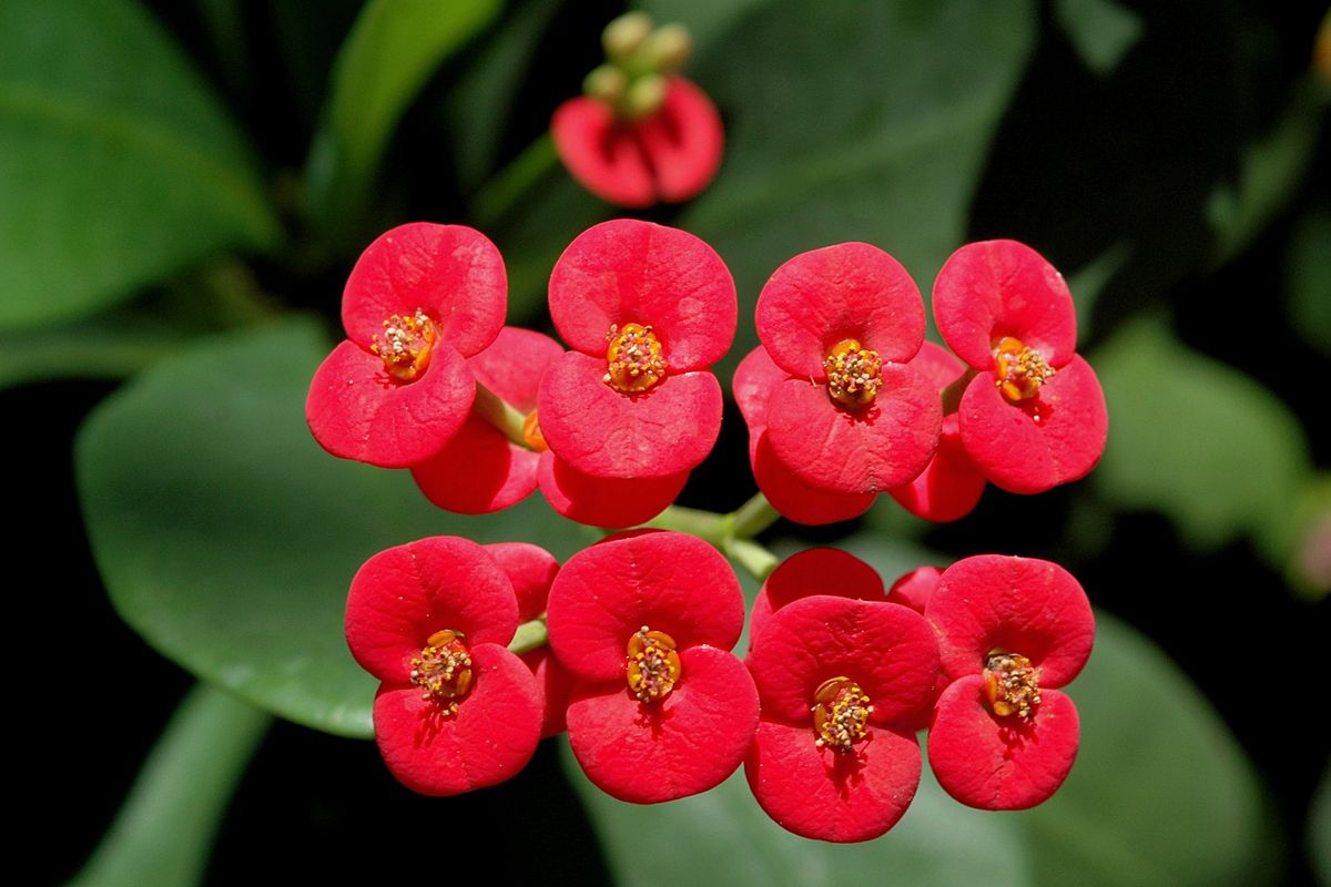 Euphorbia Flower      