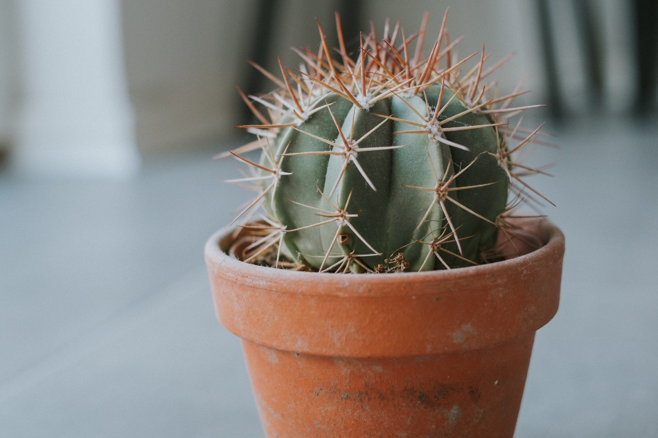 Match Pot Size with Cactus