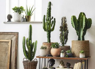 Tips for Choosing Pots for Your Cactus to Grow Healthily and Beautifully
