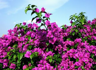 The Best Types of Outdoor Ornamental Plants to Beautify Your Home