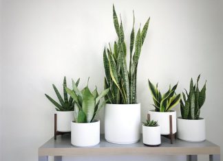 Easy Ways to Care for Sansevieria : Create Beautiful and Fresh House Plants