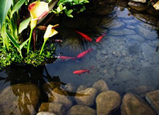 Backyard Fish Pond VS Aquarium Designs: What Will You Prefer?