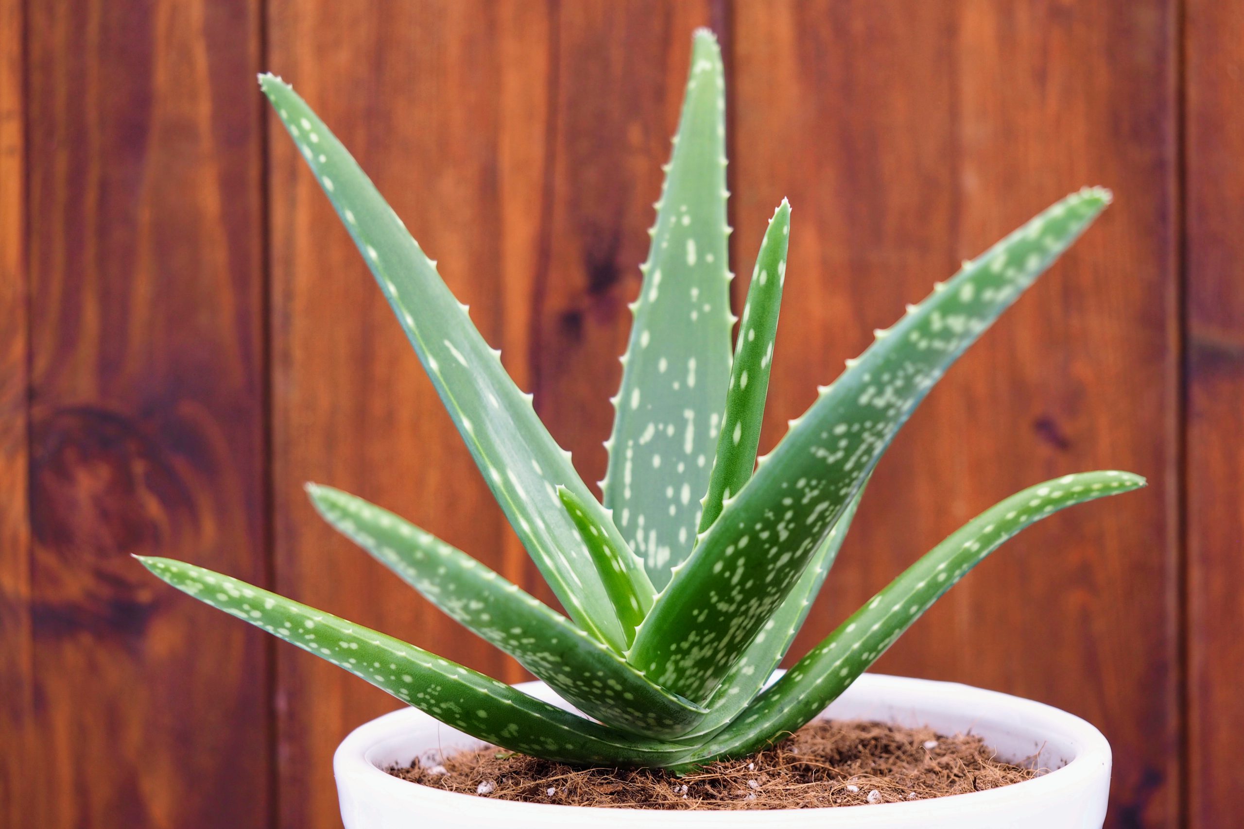 Caring for Your Aloe vera Plant