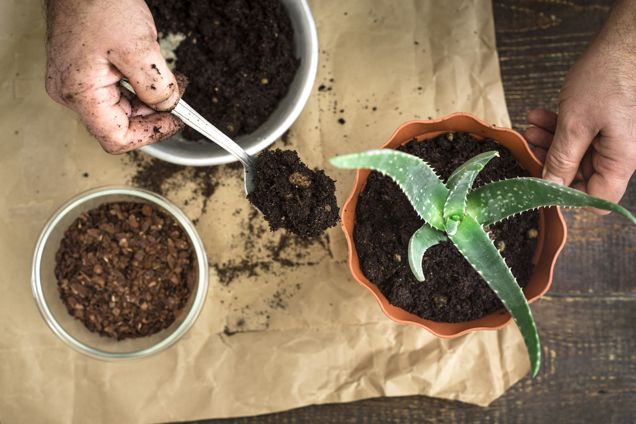 Fertilizing Aloe Vera Regularly