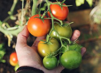 Ways to Plant Tomatoes in Your Garden