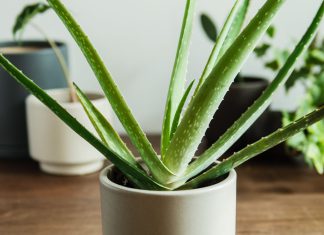 Easy Ways to Grow Aloe Vera Plant in Your Home